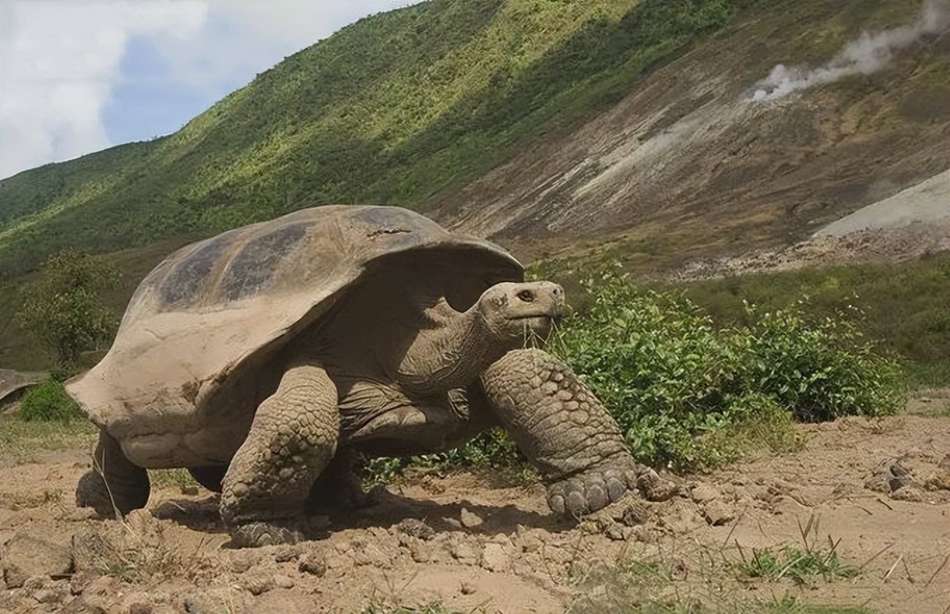 养起来成本低省心的宠物,可以互动且省心的宠物