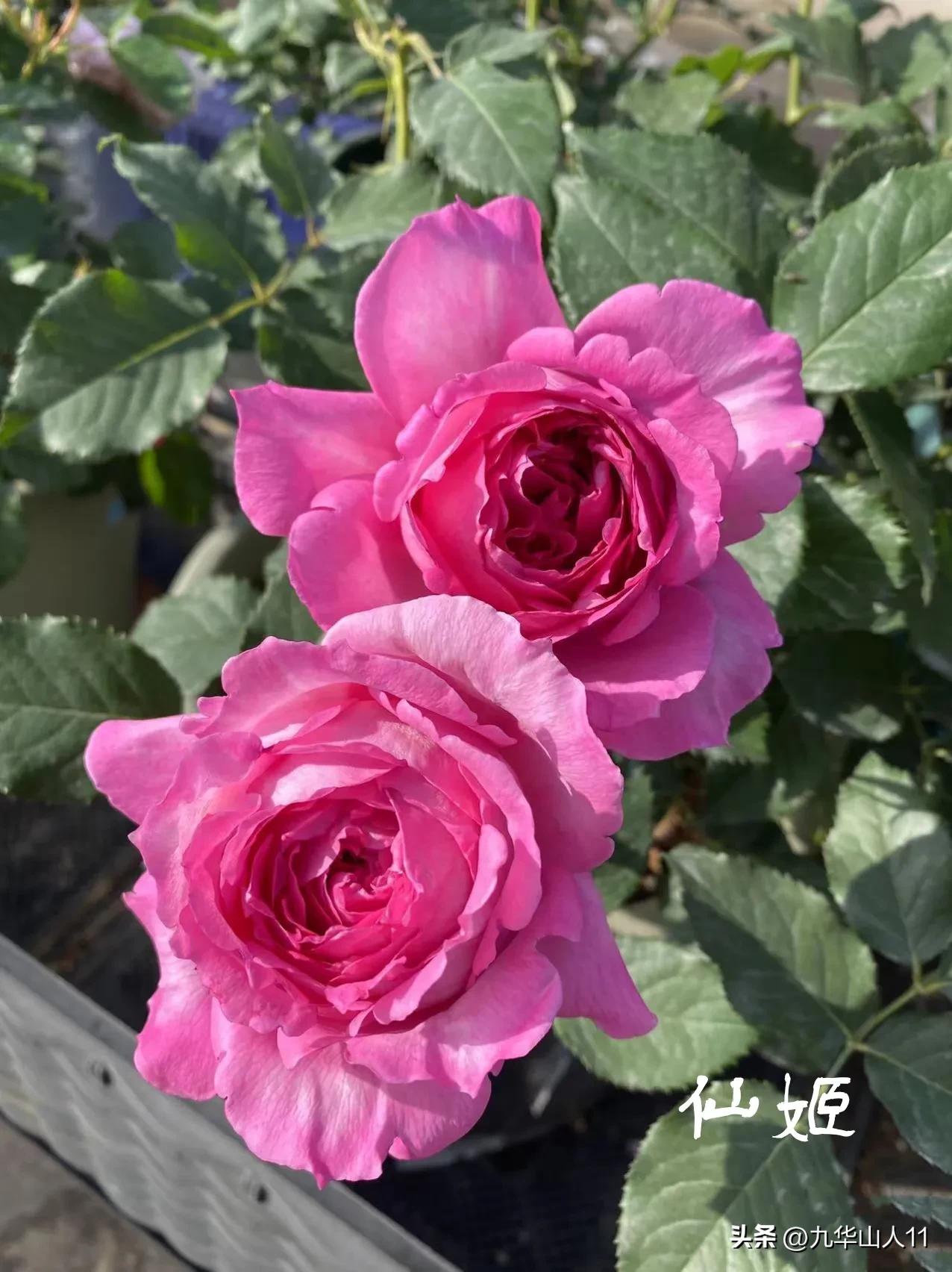 天狼月季新品预售,天狼月季官方旗舰店烛光月季