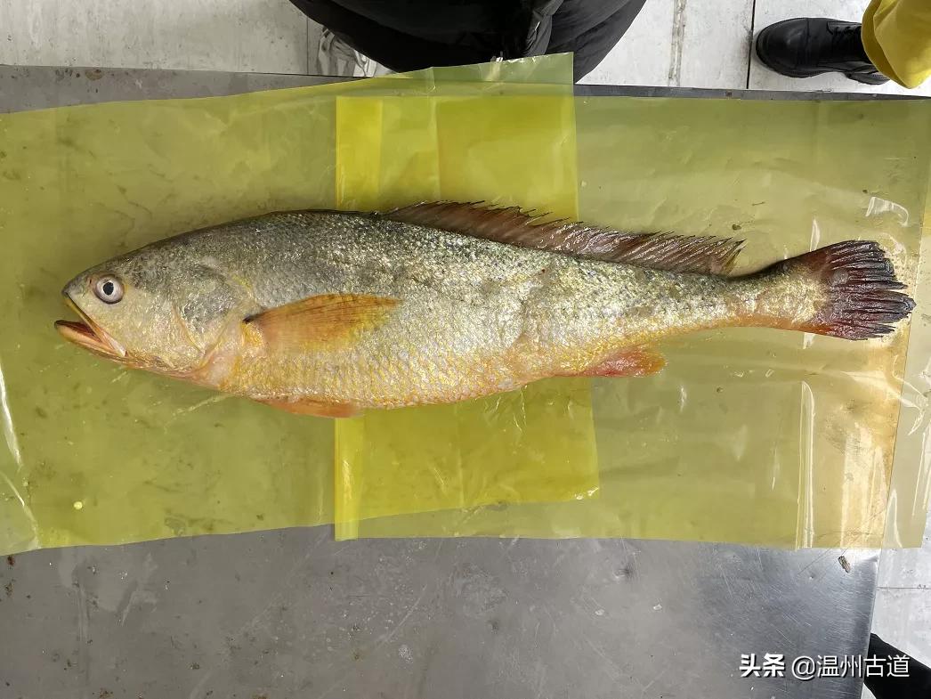 温州渔民捕获8.7斤野生大黄鱼,温州天价野生大黄鱼