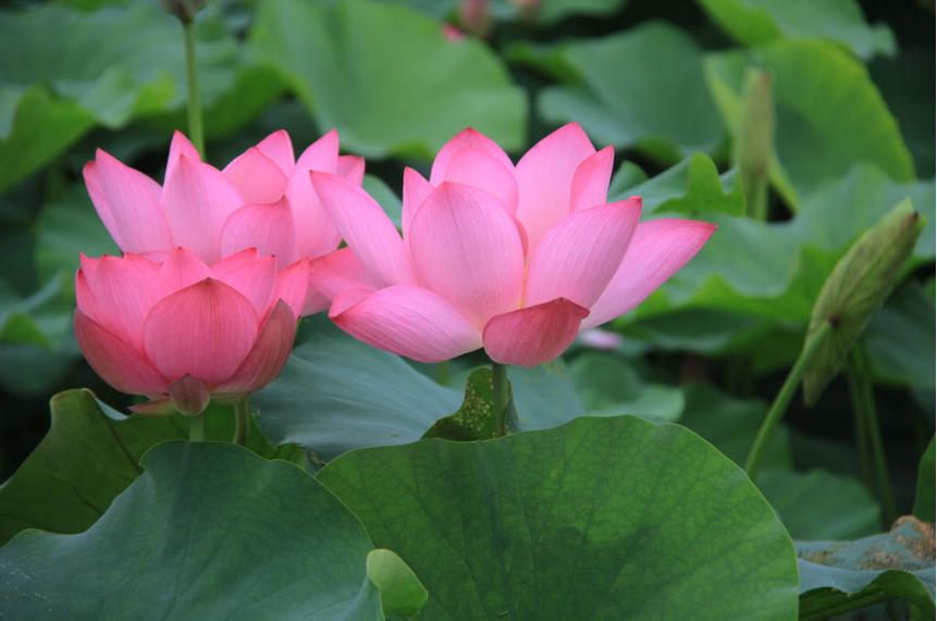 夫妻关系好感情好会有哪些表现,男生要送你礼物怎么拒绝不伤感情