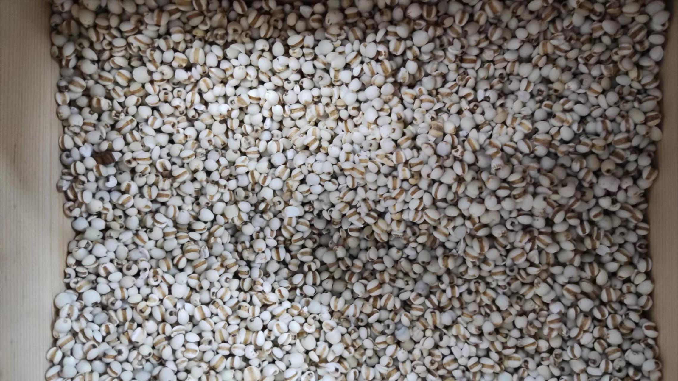 炒薏苡仁中药功效与作用,中药薏苡仁水怎么煮