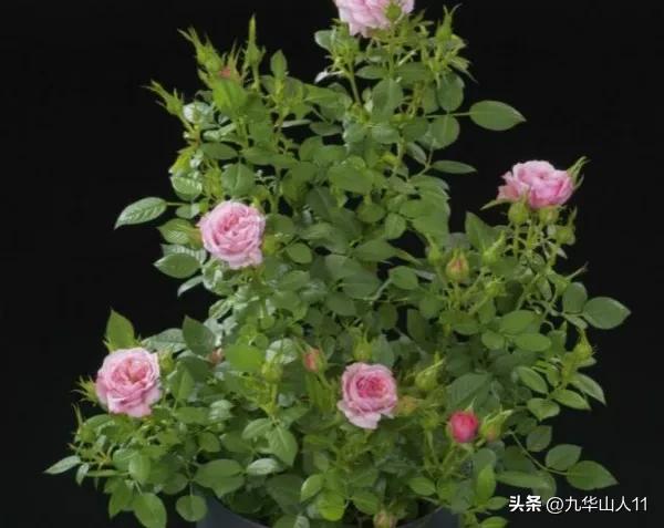 微型月季品种价格是多少 (微型月季品种有哪些)