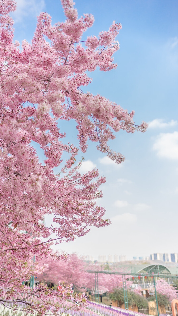 成都春天超美的地方,成都现在风景最美的地方