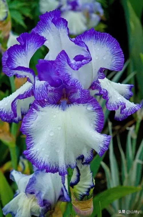 十大绝美花朵,绝美花朵视频