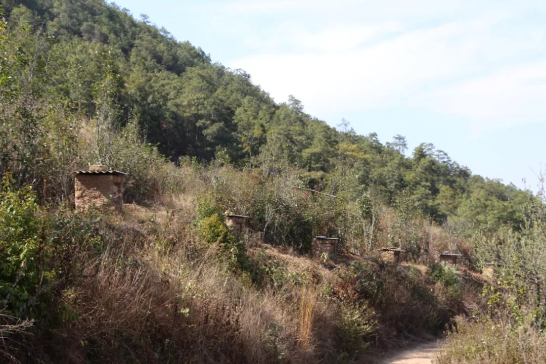 【悦读】大山里的“懒庄稼”生活中的“甜蜜蜜”