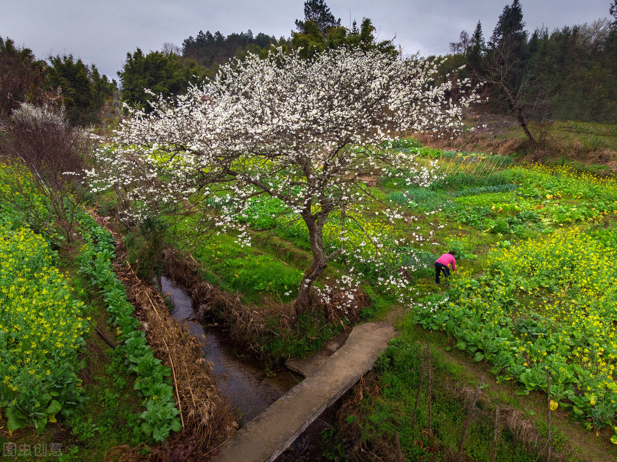 7旬大妈去路边挖“野草”卖钱，笑说是稳赚的无本生意，看干的啥