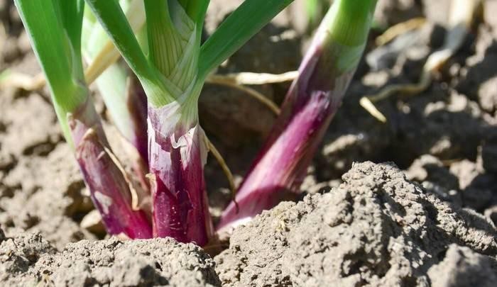 氧化锌在饲料里的作用,氧化锌纳米材料的制备
