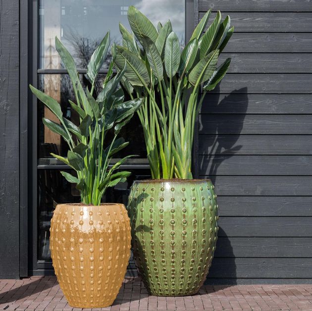 富贵鸟花卉如何养护视频,富贵鸟怎样养护