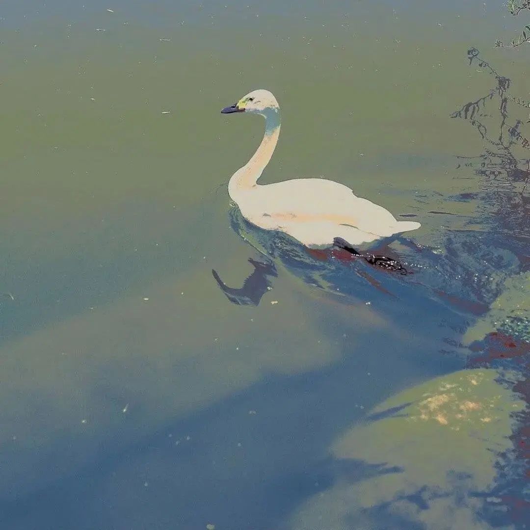 朋友圈背景送给大家,朋友圈背景送你一朵花