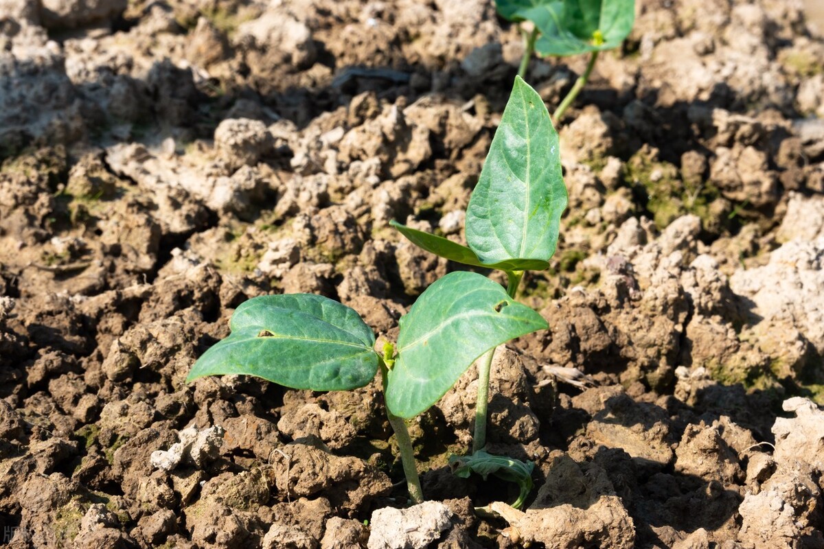 芸豆怎么种能结角多,家里种芸豆