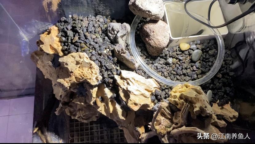 造景缸跟水陆缸一体缸,长方形的缸怎么造景水陆缸