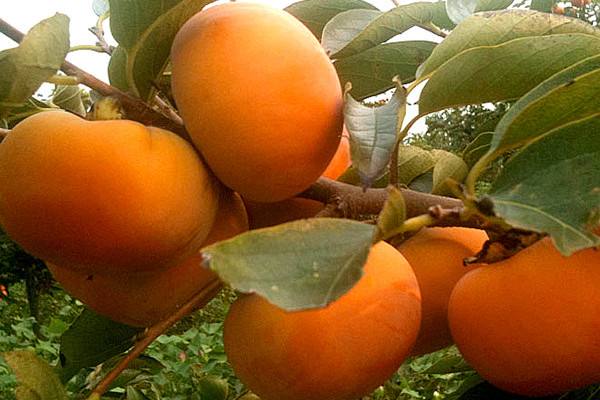 甘肃的什么地方的水果最好吃,甘肃的特色水果是什么