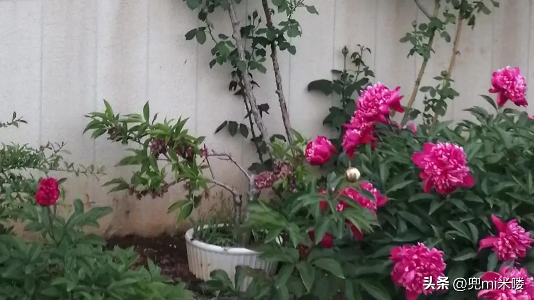 结婚生娃三件事,结婚生娃的单机游戏