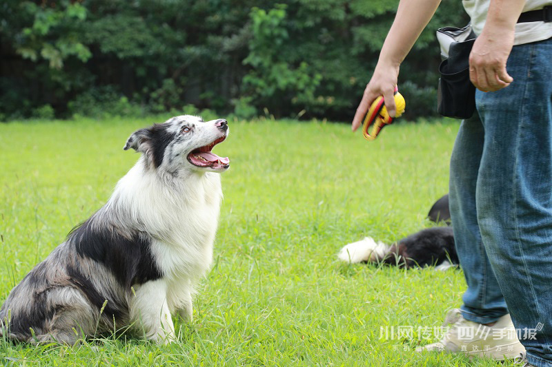 成都开了310所宠物学校，人社部发文新增宠物老师这一职业