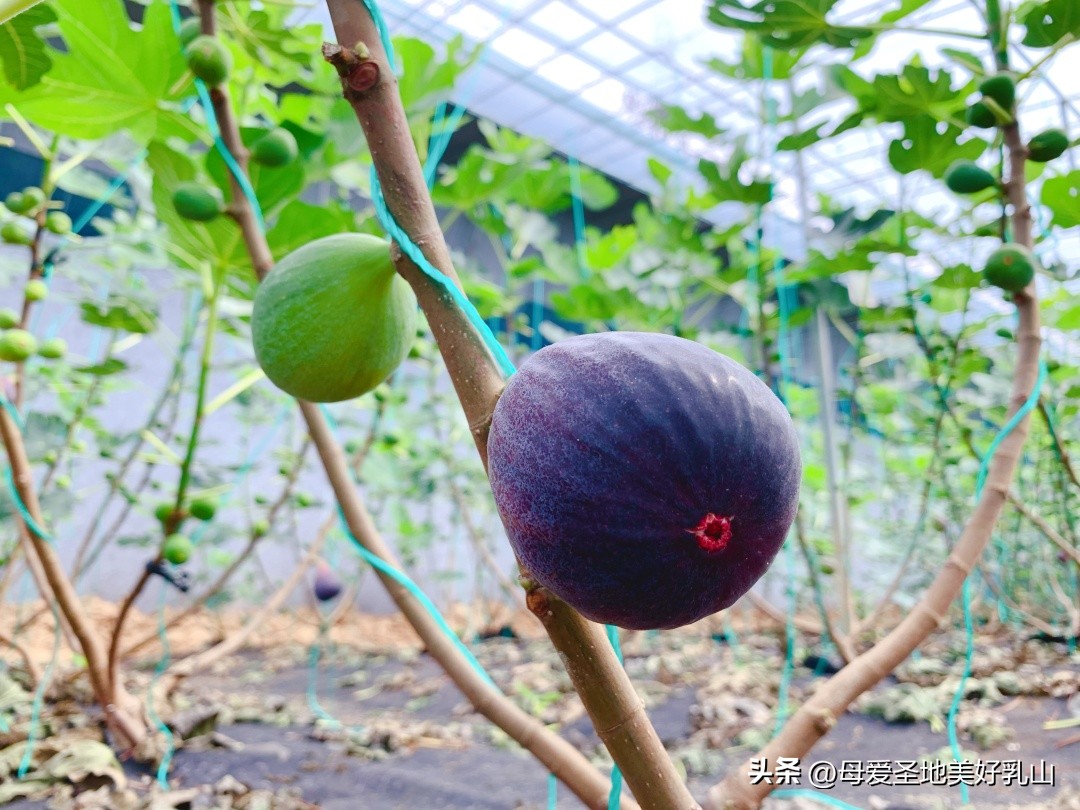 乳山一片海无花果,品味山海乳山