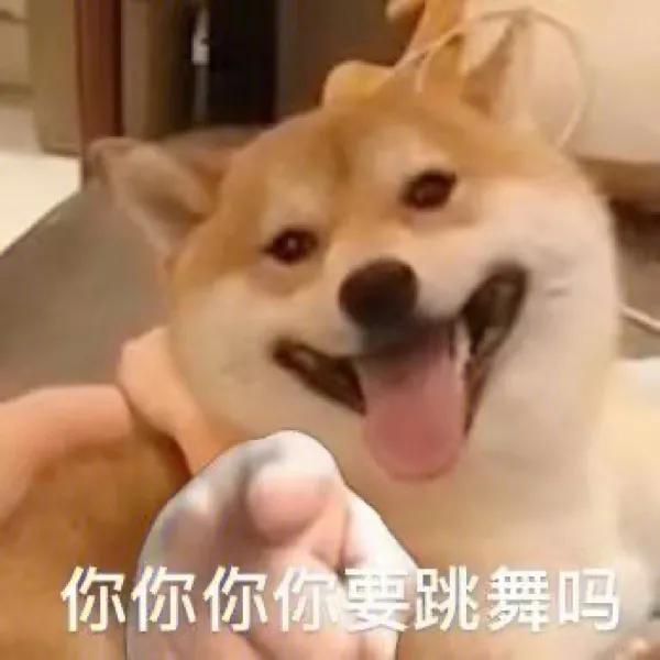 手摸柴犬下巴表情包,柴犬双手合一表情包