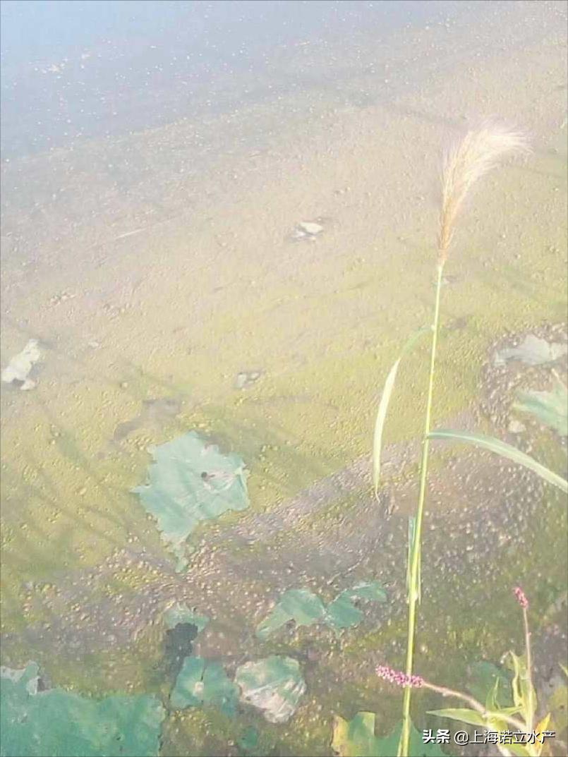 虾塘出现大量死藻怎么办,养虾吹东风倒藻咋处理