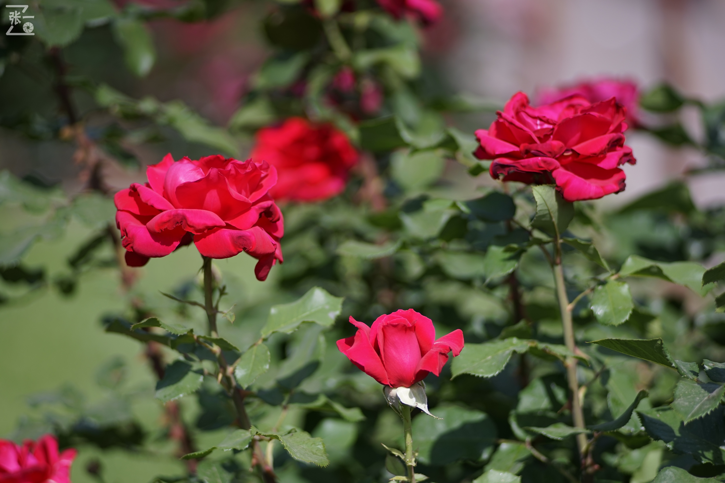 蔡司sonnar50毫米,蔡司sonnar镜头生产年份