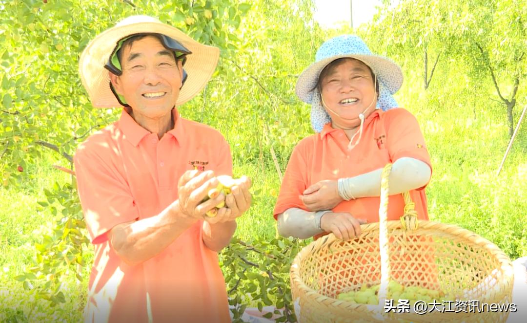 繁昌“贡枣”，涅槃重生