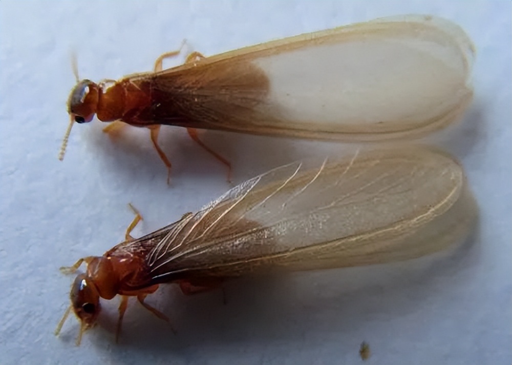 杀虫剂对付白蚁有效吗,白蚁用什么方法对付最好