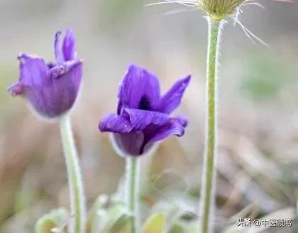 请勿乱用蒙脱石散遵医嘱用药,蒙脱石散有处方药和非处方药