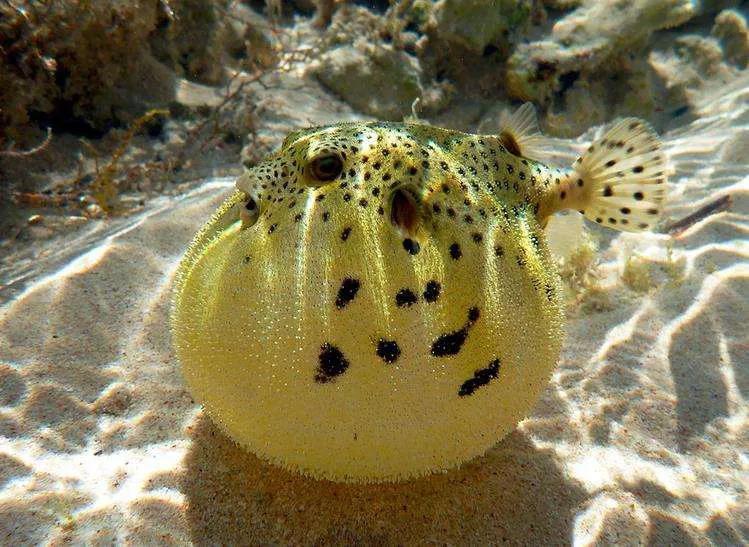 鱼类食材大全名称图片,鱼类菜谱大全100种