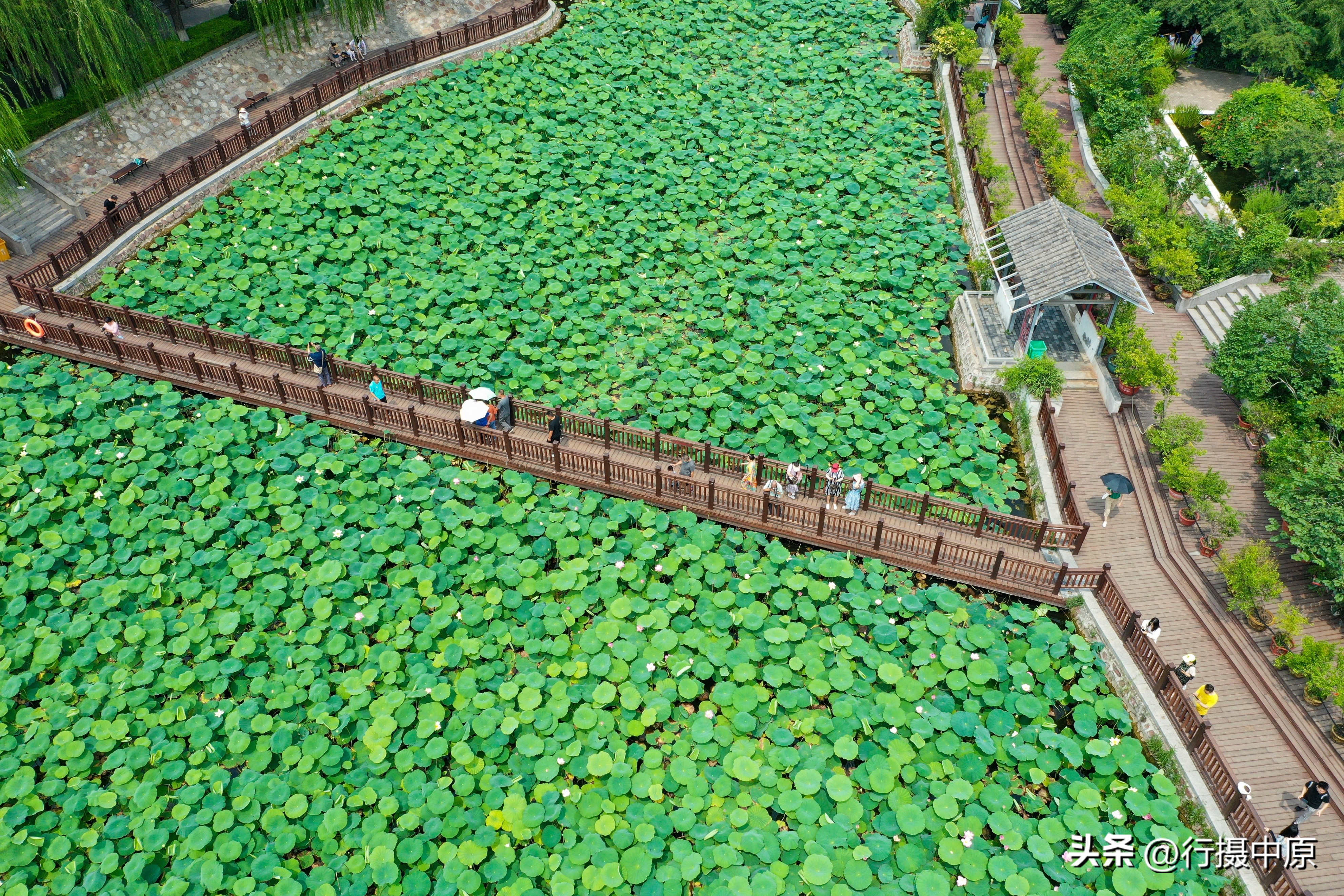 接天莲叶无穷碧为什么不是荷叶,接天莲叶无穷碧形容荷叶多的词语