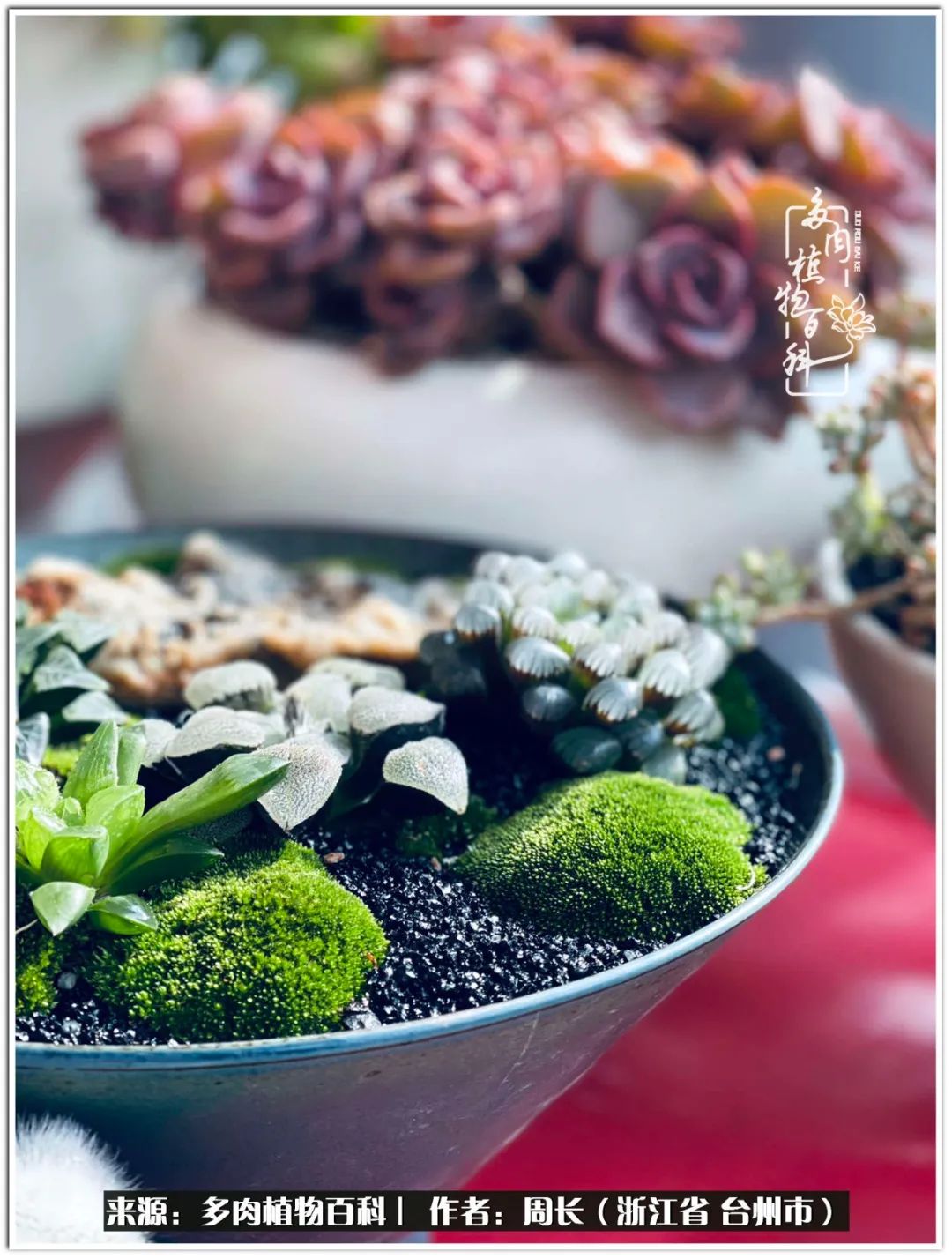 多肉拼盘新手入门,多肉拼盘说说