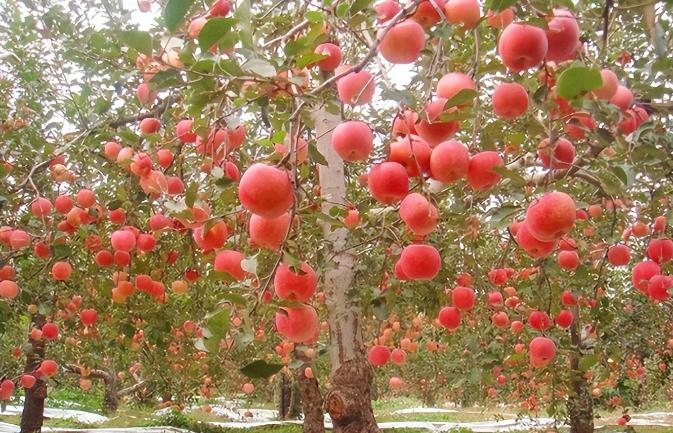 古代苹果名字有哪些,古人的苹果叫什么名字