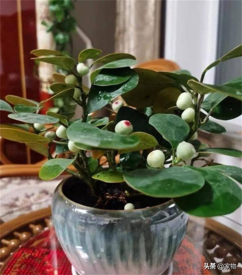 什么树放在客厅最好运,家里客厅禁忌放什么绿植树