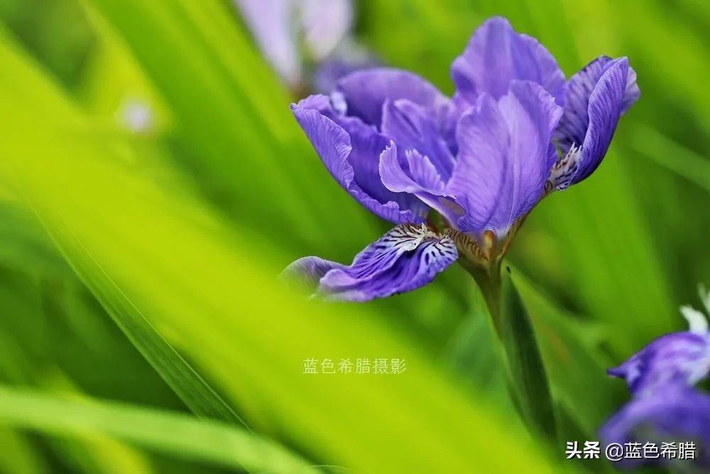 花花草草怎么拍出高级感,如何拍出惊艳的花卉