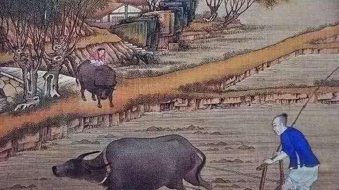 明明同样是牛，为啥古代中国人用来耕作，欧洲人却做成了牛扒？