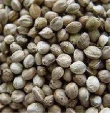 火麻仁属于违禁品,火麻这个植物有毒吗