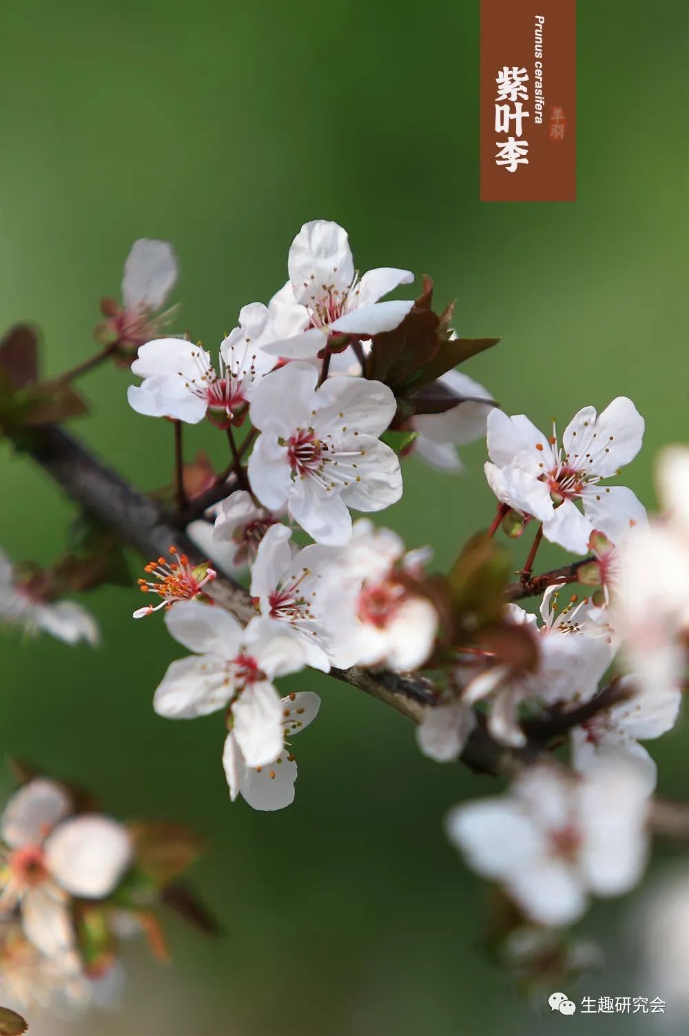 九种春花辨别,常见春花极简识别法