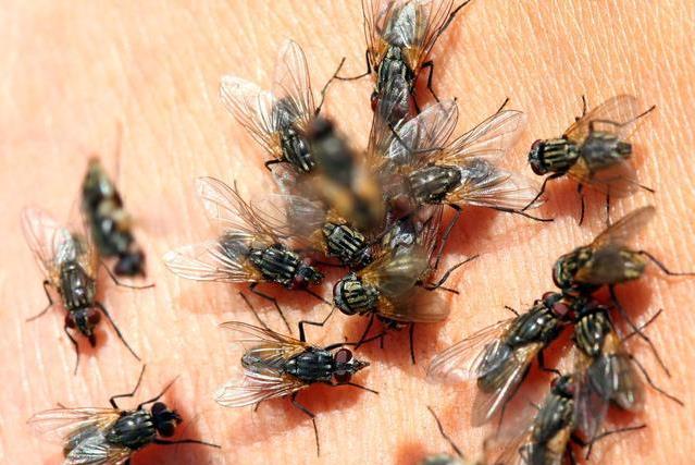 为什么苍蝇总是不停的搓手脚呢,为什么苍蝇要一直搓手
