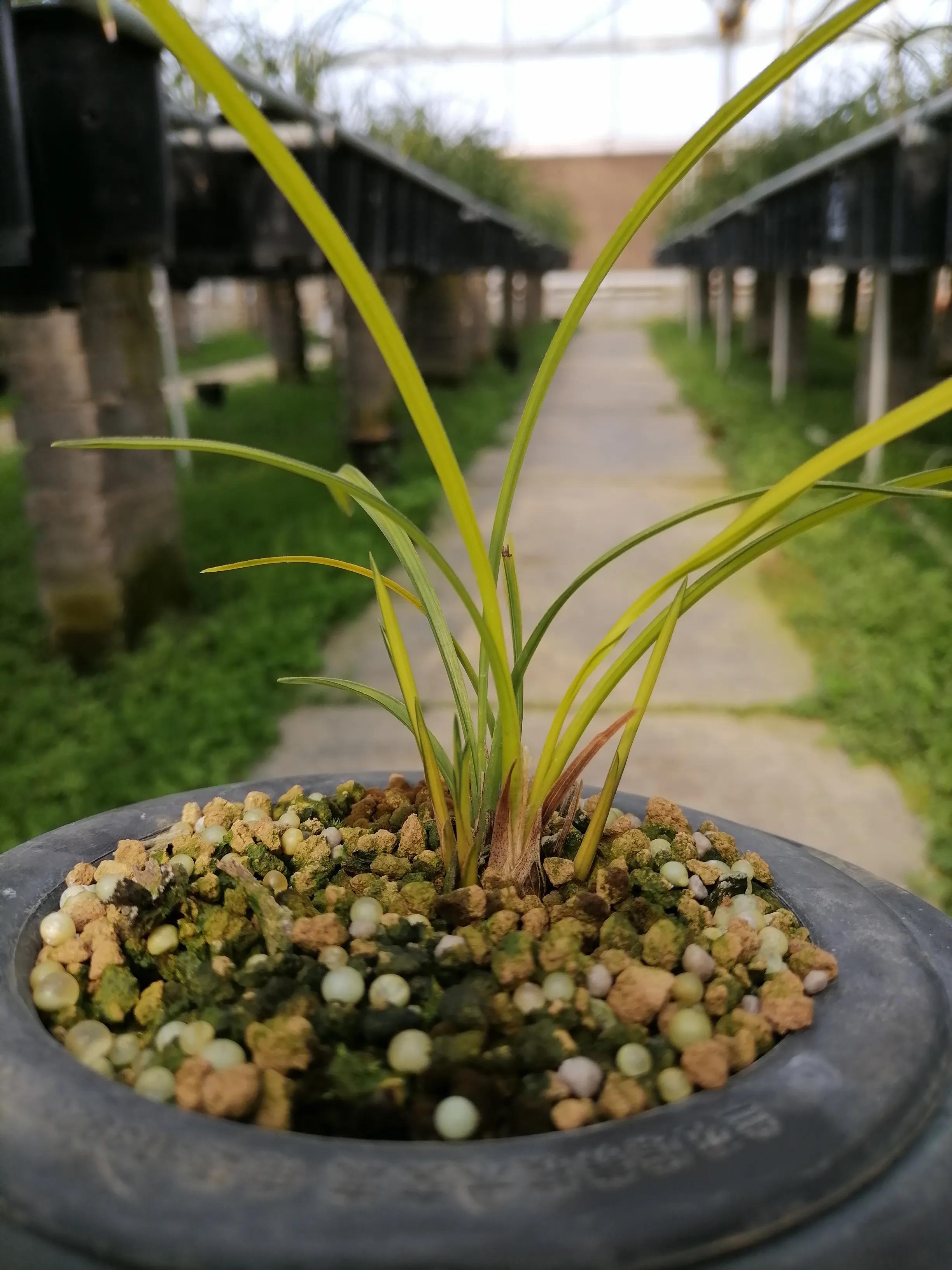 叶型最好看的兰花,浅谈对兰花的认识