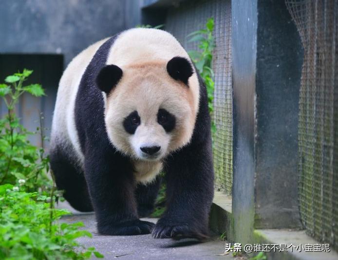 大熊猫草草引种成功了么,大熊猫草草野外引种几次