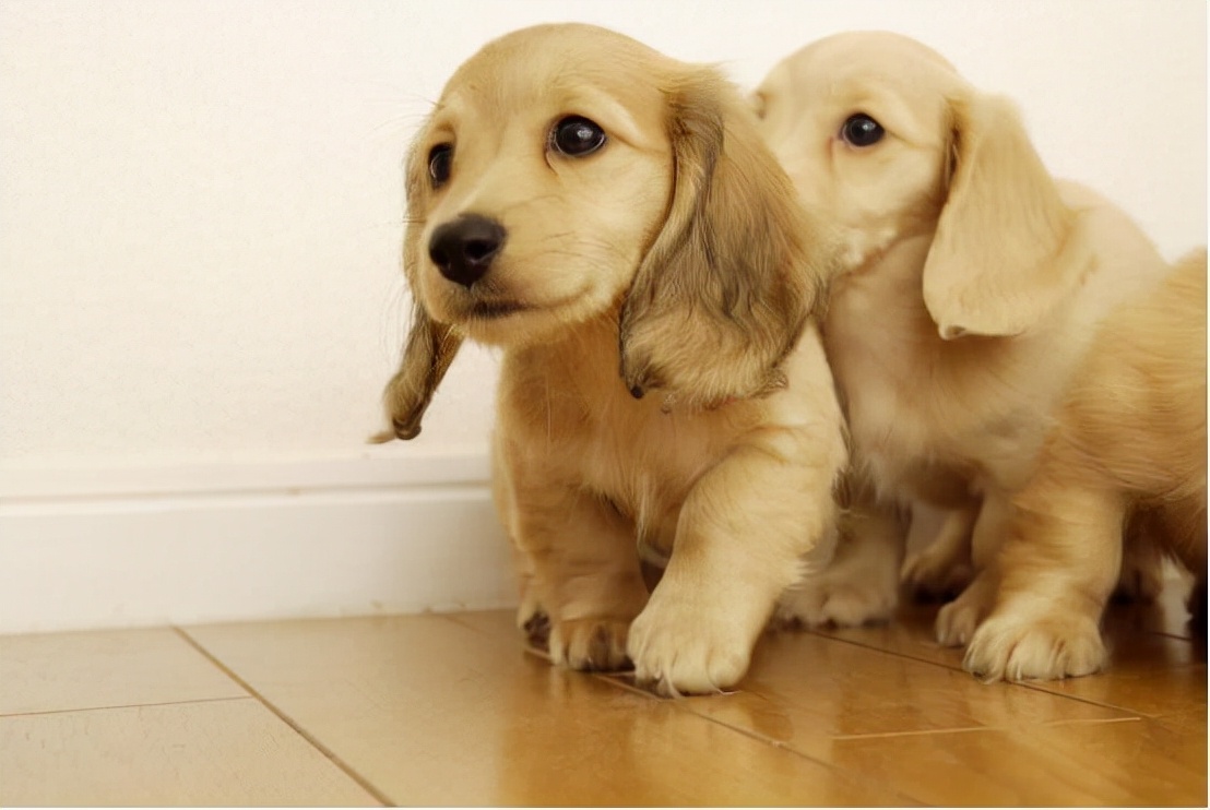 狗狗眼睛总是流眼泪是怎么回事儿?看完之后就明白该怎么做了