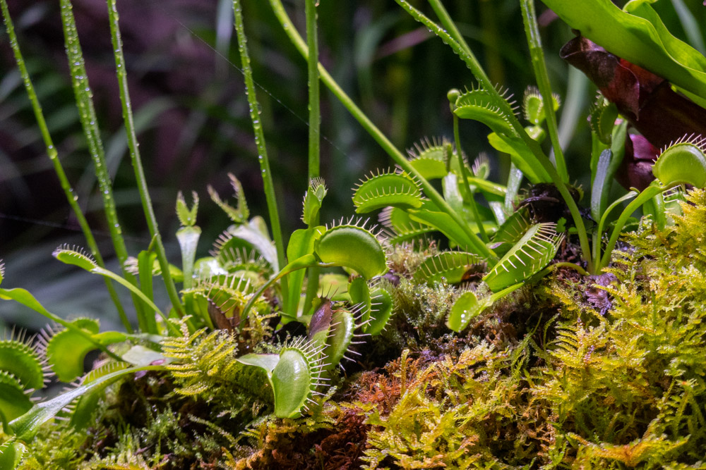 广州长隆野生动物园蛇之秘境,广州这个城市真的好繁华