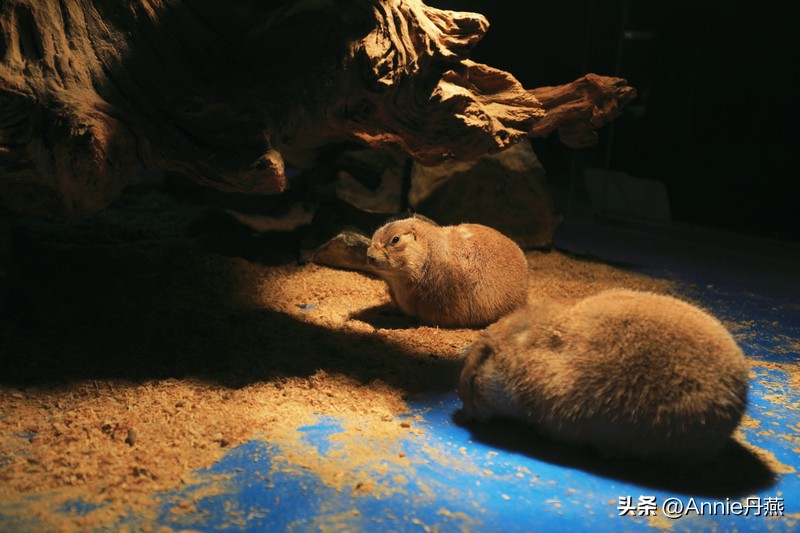 四川万源市旅游攻略,四川达州周边旅游攻略景点必去