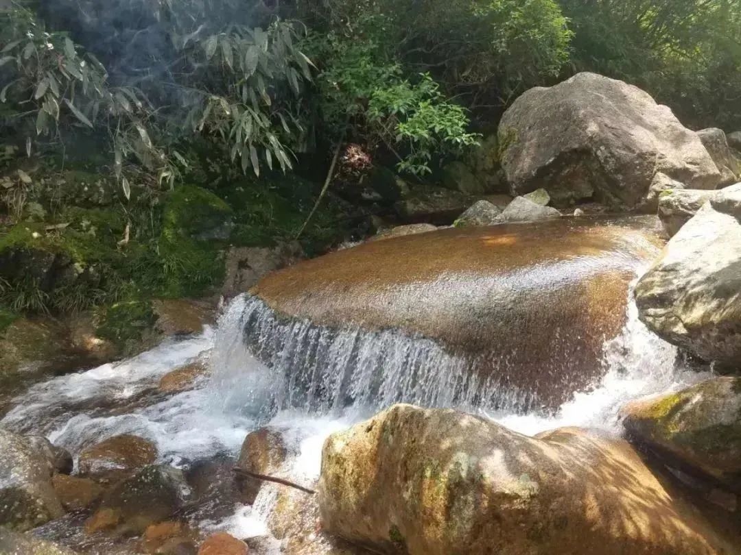 【上饶天下SHOW之广信区】中华蜜蜂谷:藏在五府山竹海密林中的蜜蜂“乐园”