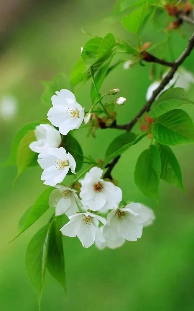 春天向我们走来二胡,春天来了朗读文章