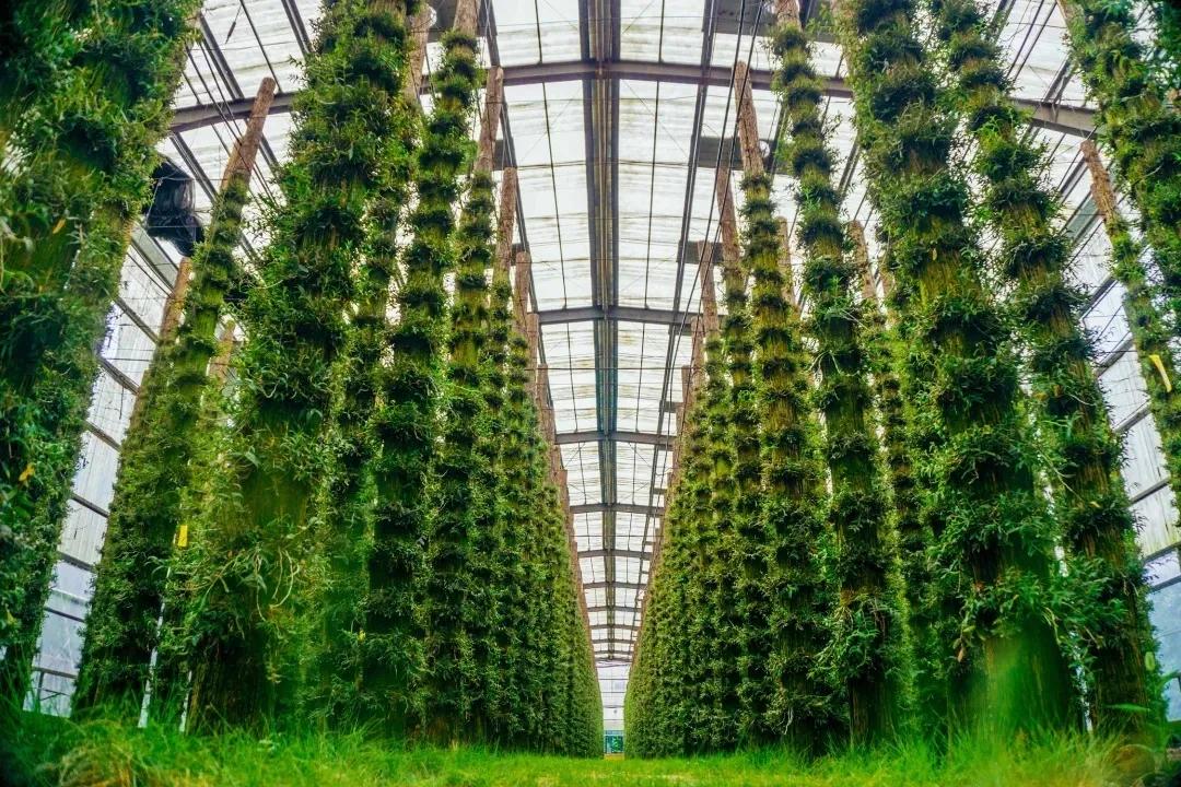 春节出游必看！温州这12条特色线路诚意满满，带你玩转虎年春节！