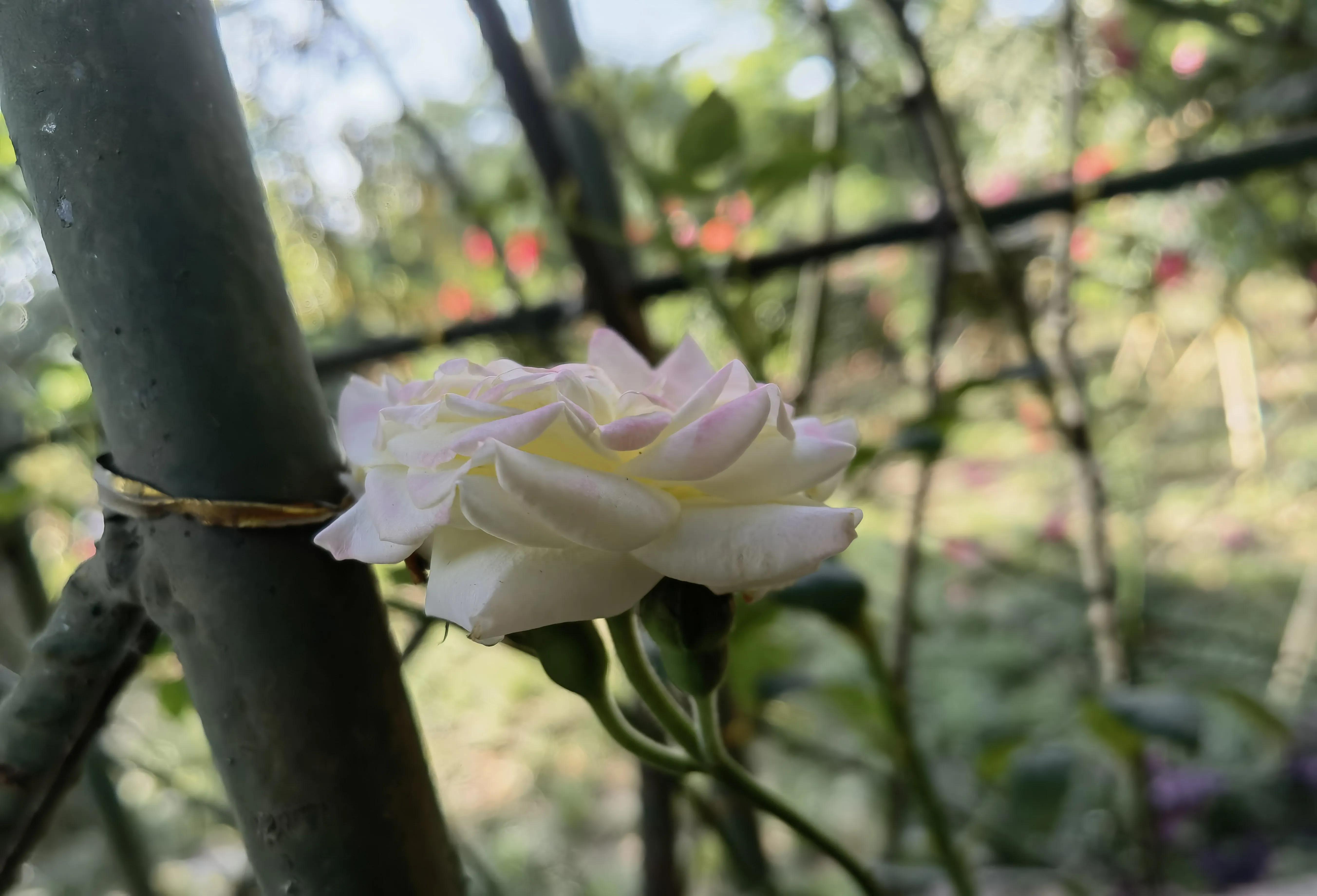 花美美在枝头上心灵美美在心目中花美只美它一时心灵美永放光辉