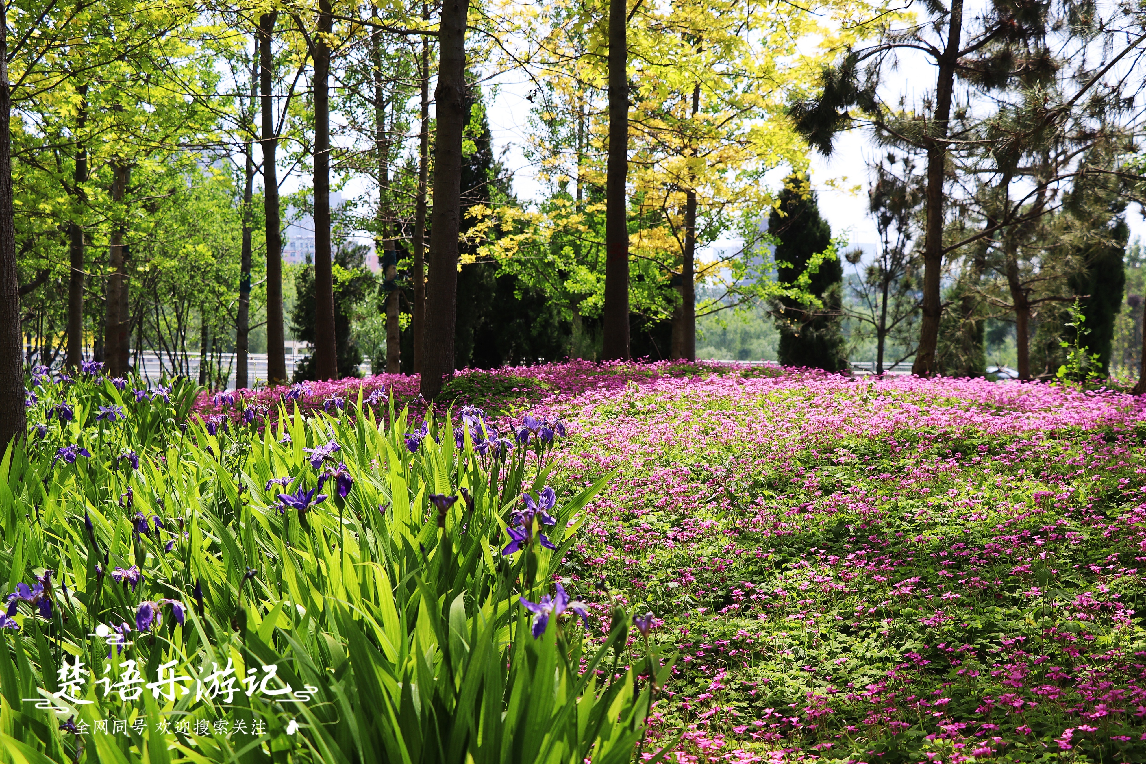 郑州周边有哪些花海,郑州十大网红景区