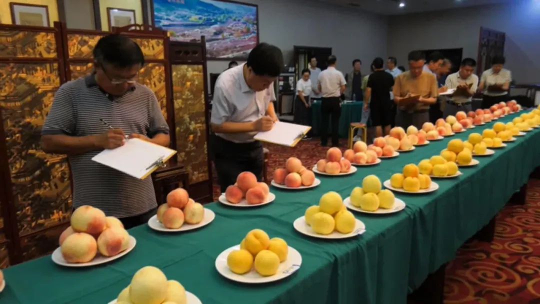 小蜜桃成就大产业系列报道之三：多元畅通的蜜桃营销