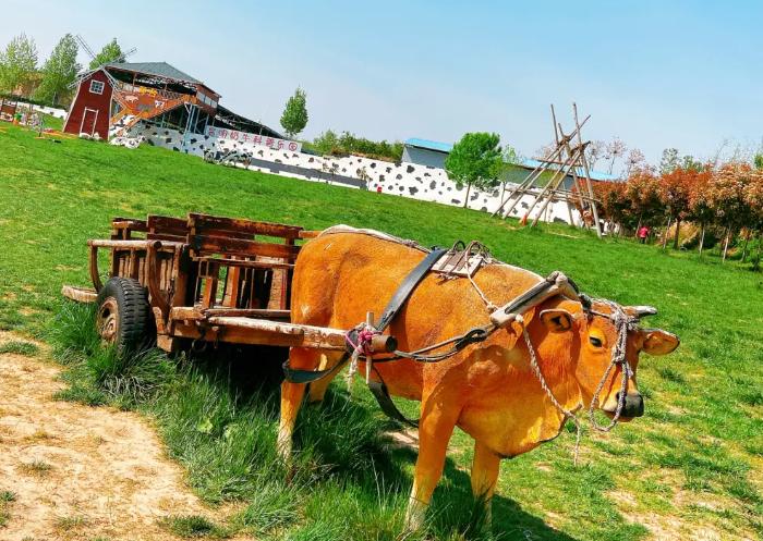 郑州赏花游玩推荐景点,郑州踏青旅游攻略