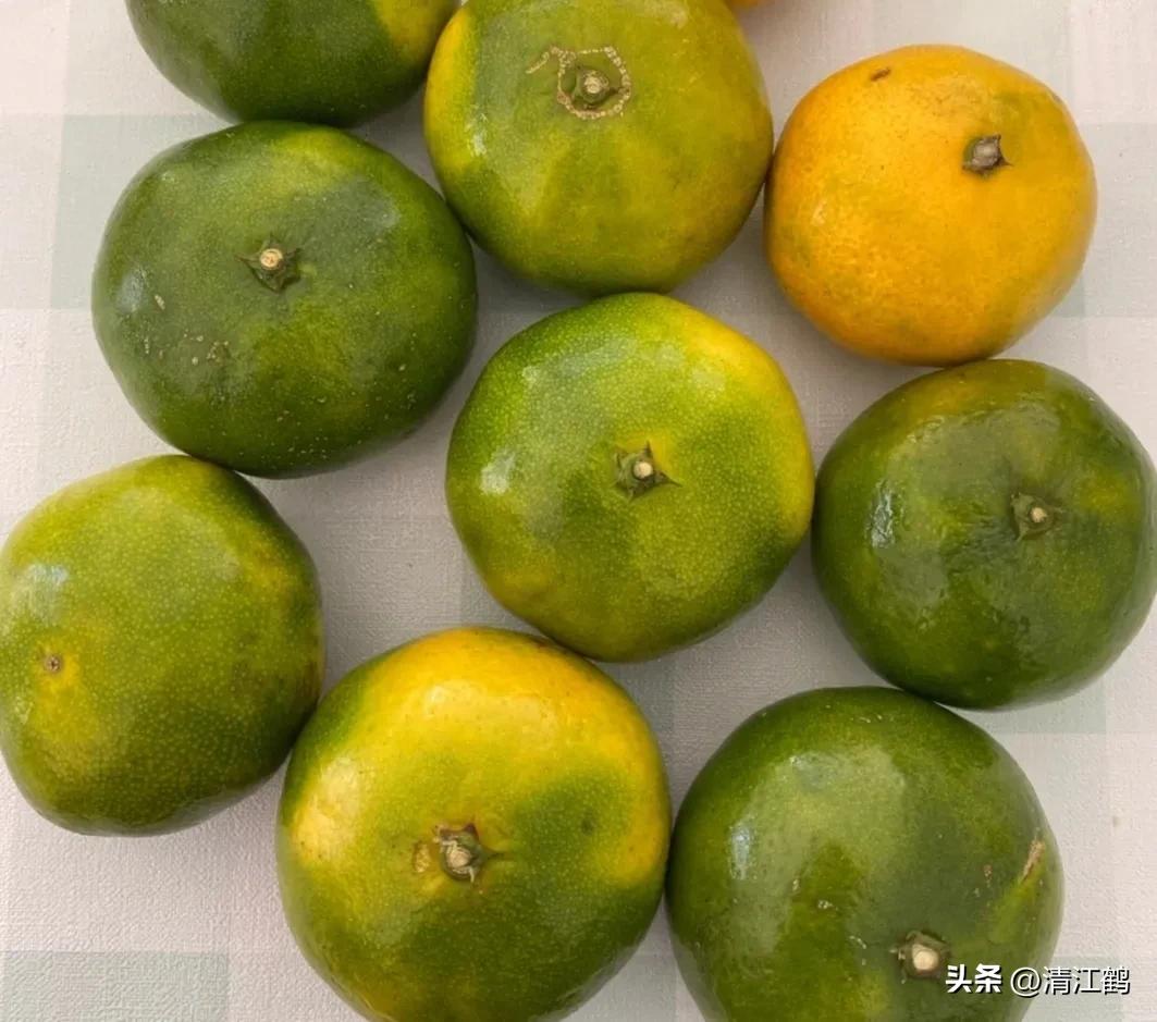 如何防柑橘成熟期低温落果,柑橘返青后怎样脱青