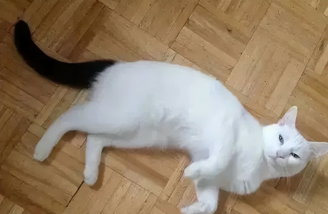 古代猫咪的名字都叫什么,猫咪在古代的名字有哪些