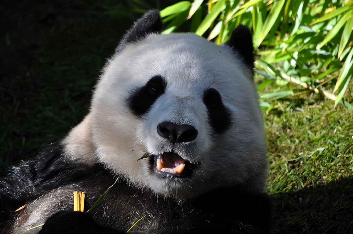 不高的高高和他不白的老婆白云——91年出生的童颜女神大熊猫白云